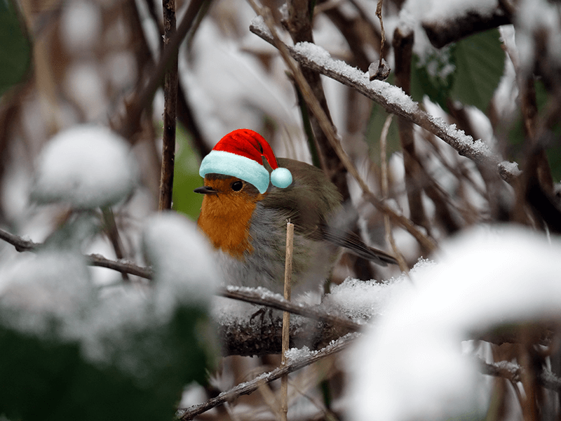 Rotkehlchen Weihnachten