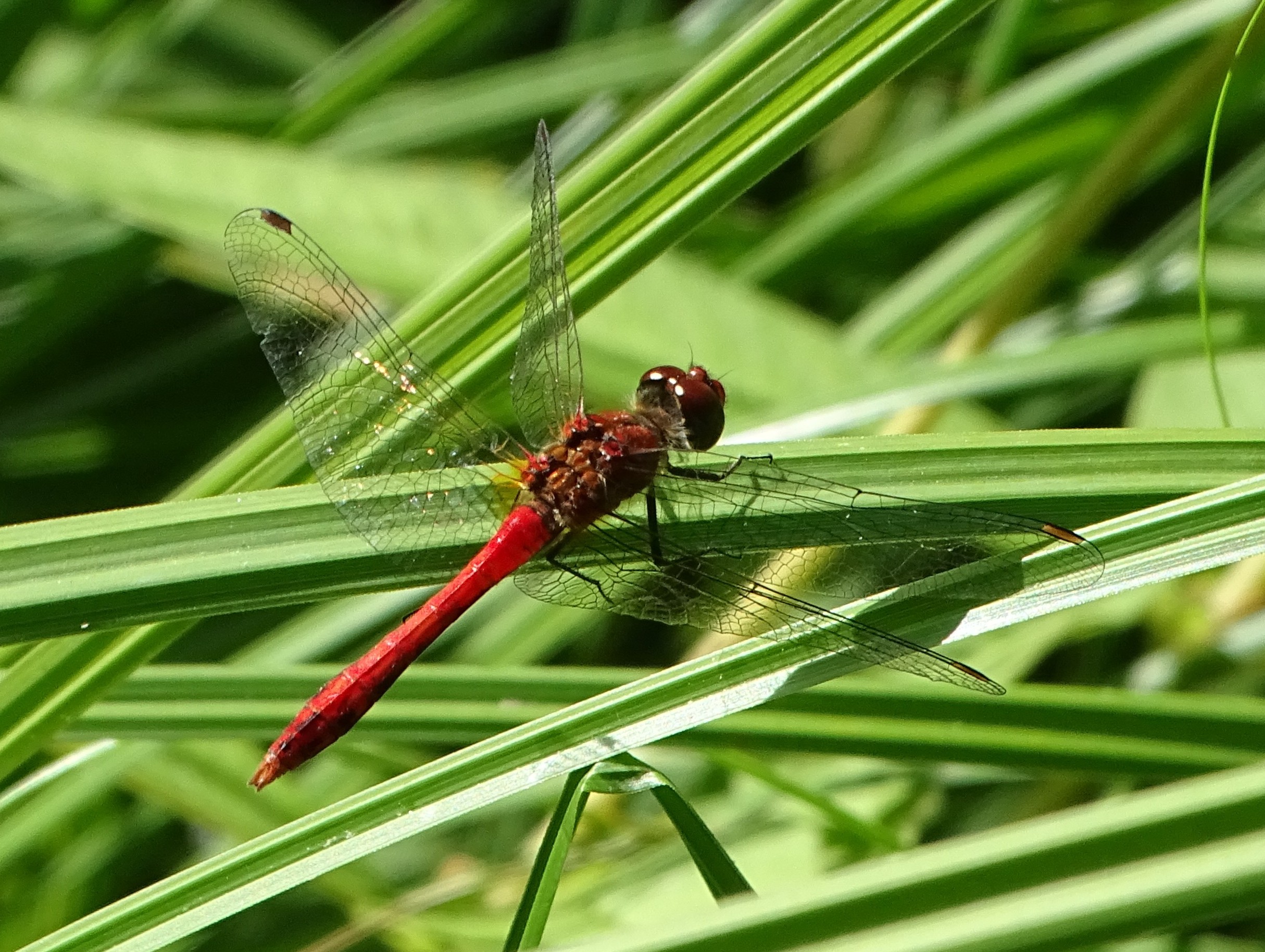 Blutrote Heidelibelle