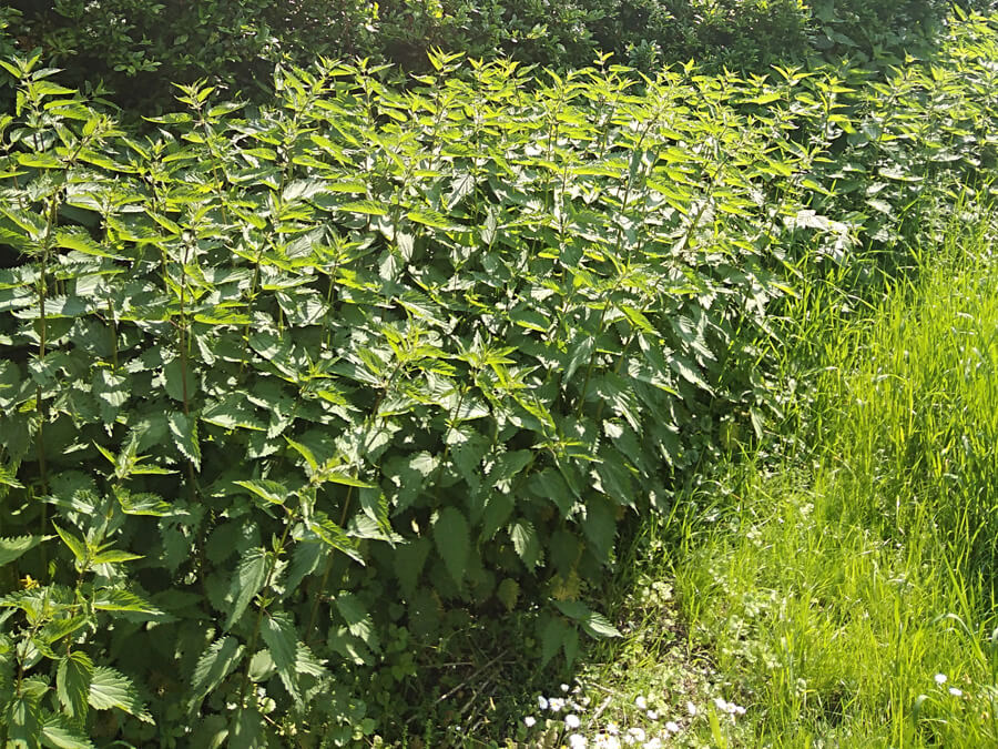 990be481e3e195825d0c13034c99e883