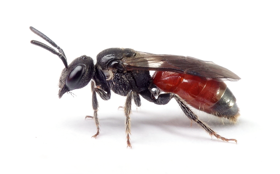 Sphecodes Ferruginatus