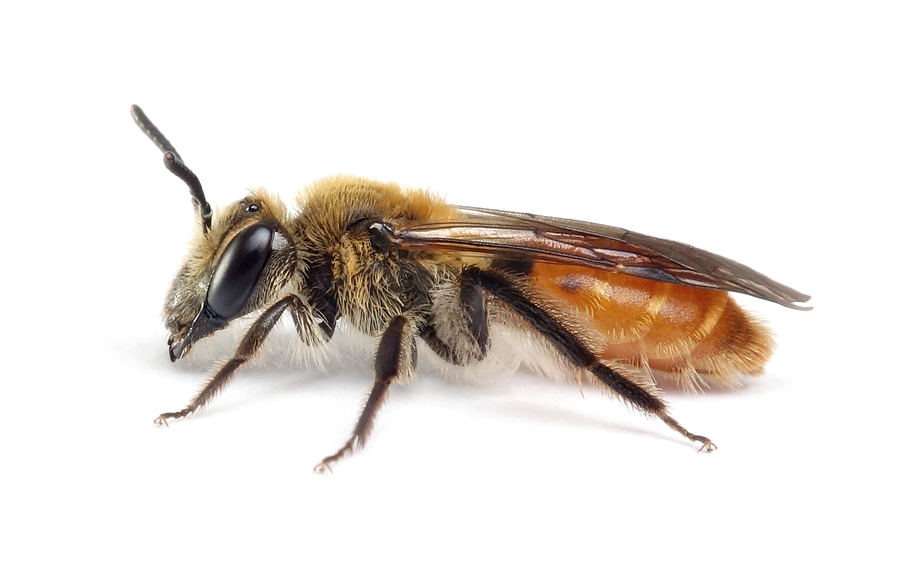 Andrena Marginata