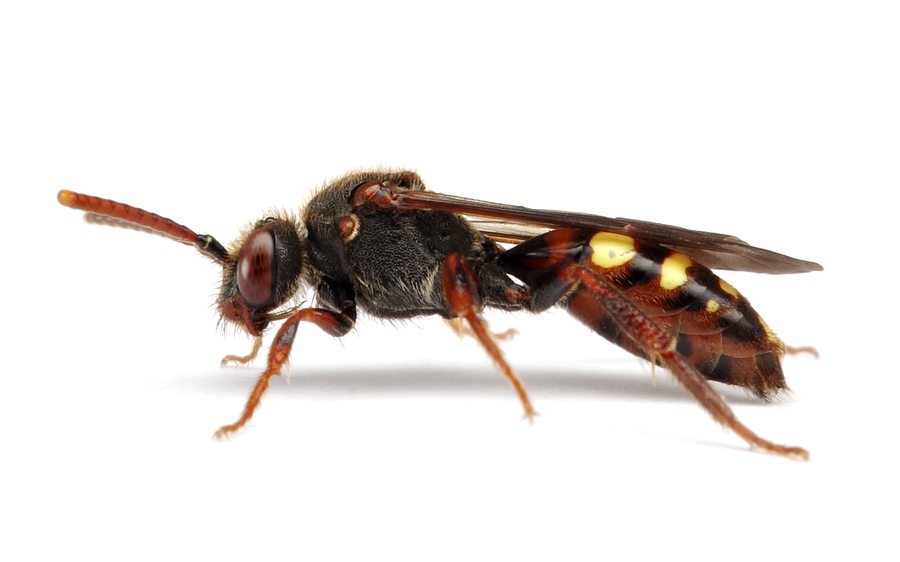 Nomada Leucophthalma