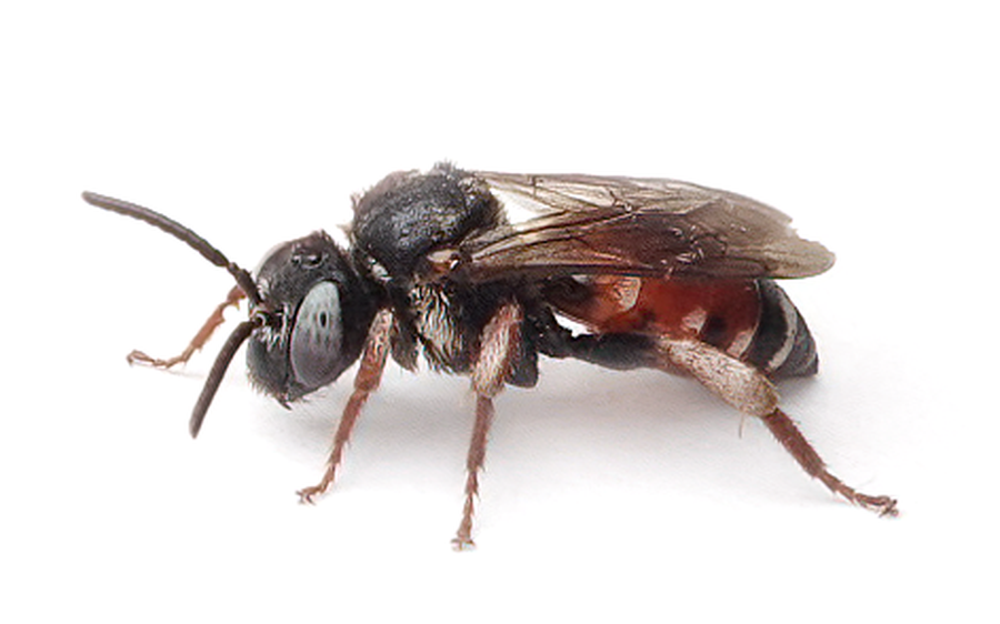 Epeoloides Coecutiens