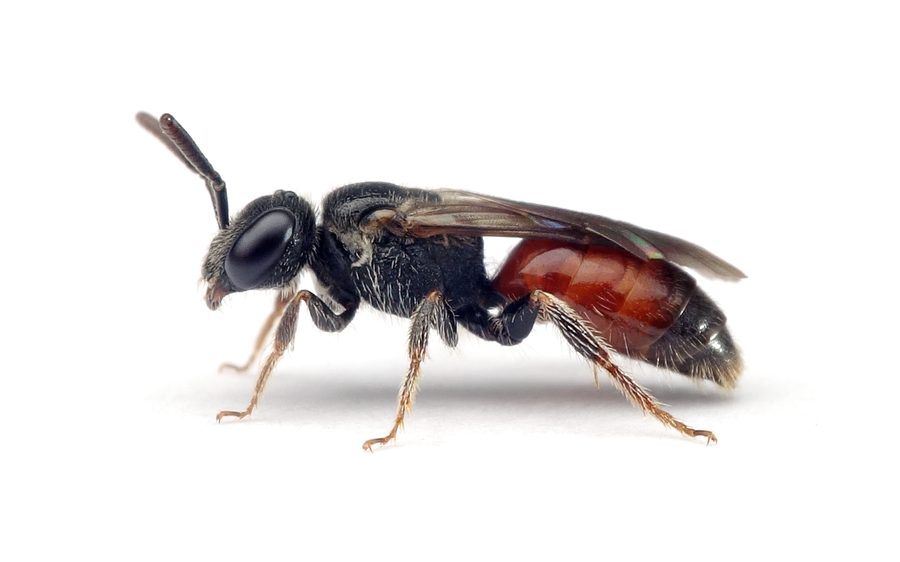 Sphecodes Crassus