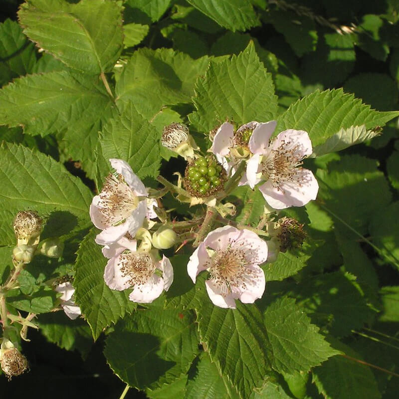 F9f5521ef1854aac062d54cc773801ef