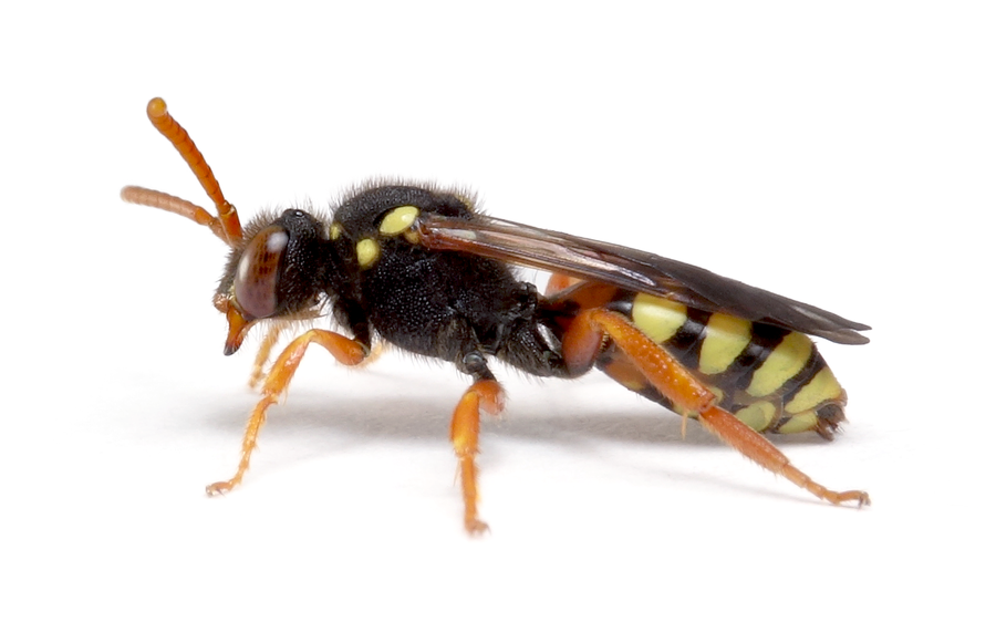 Nomada Fucata