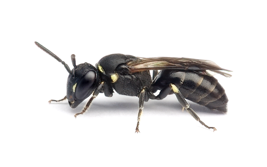 Hylaeus Confusus