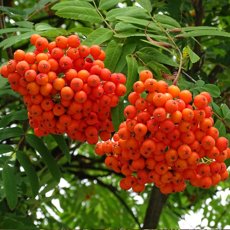 5737fab5de4adde1501034324c5e716f