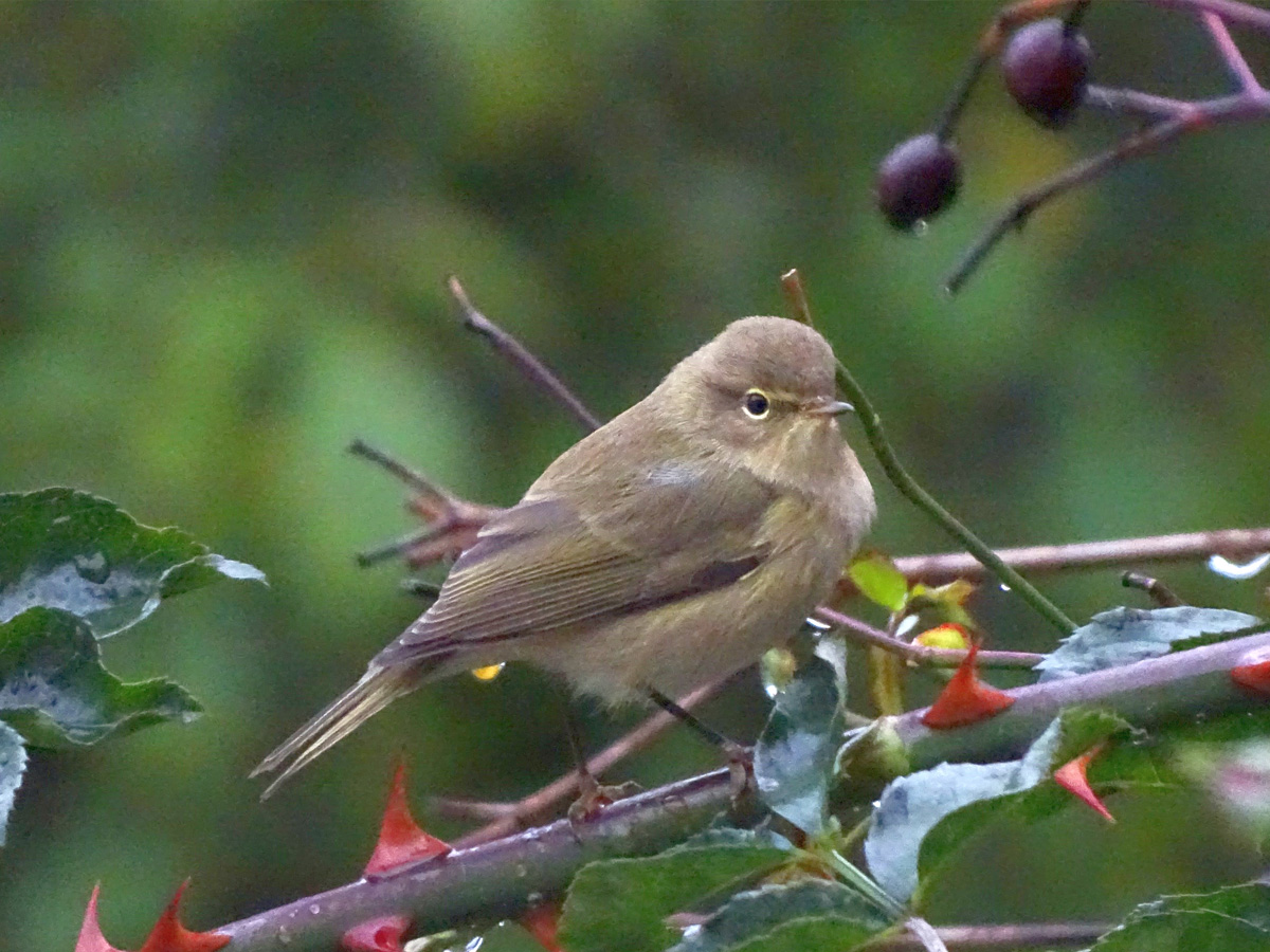 989e111d737edc67aa450a4285ab5a12