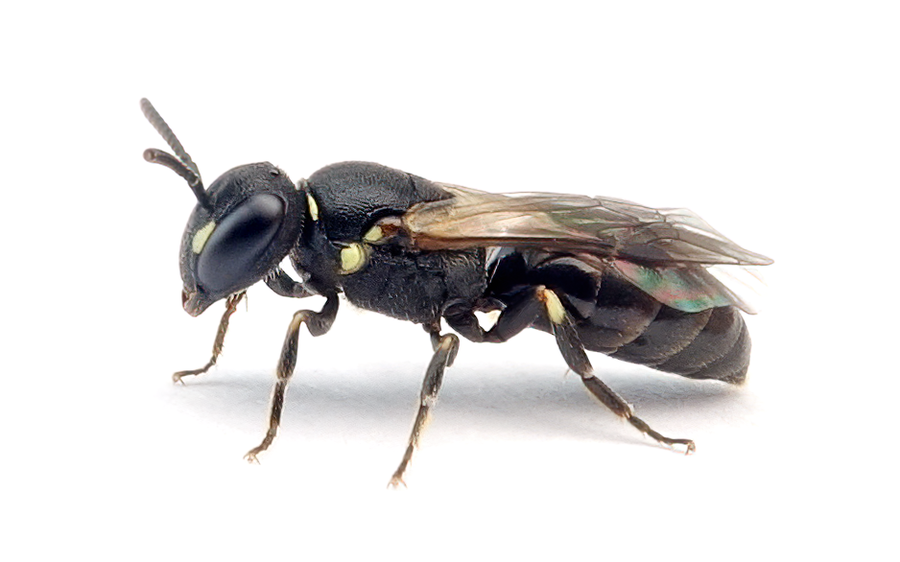 Hylaeus Sinuatus