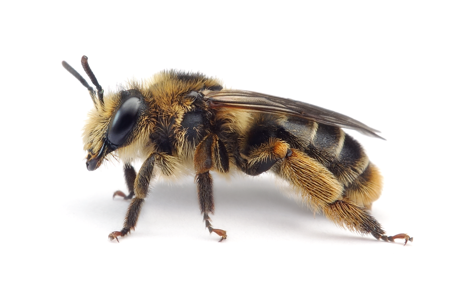 Melitta Haemorrhoidalis