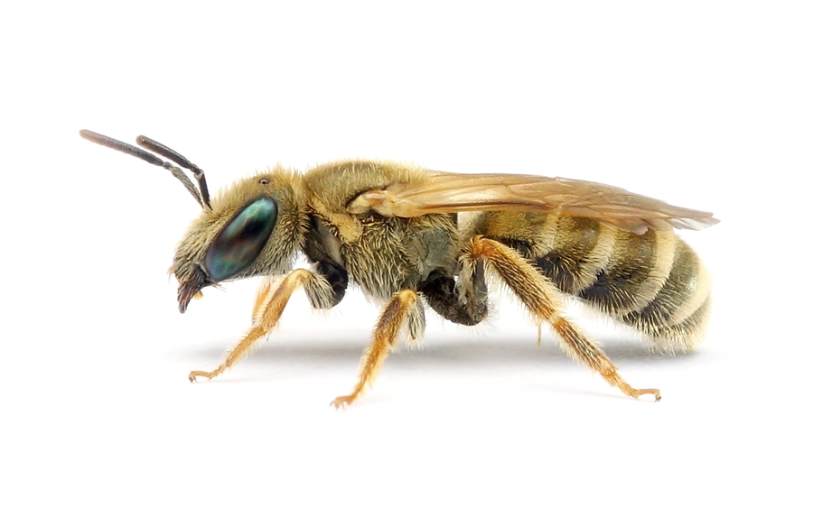 Halictus Subauratus