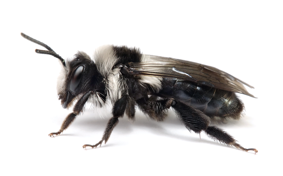 Andrena Cineraria