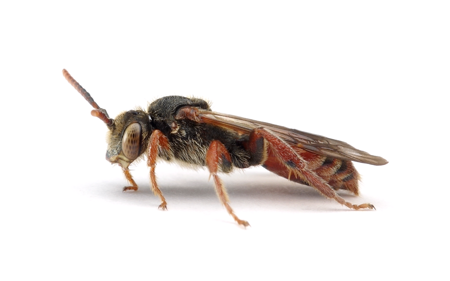 Nomada Stigma M 1 6 20