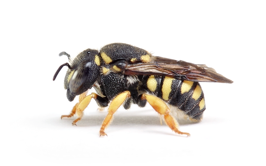 Anthidiellum Strigatum