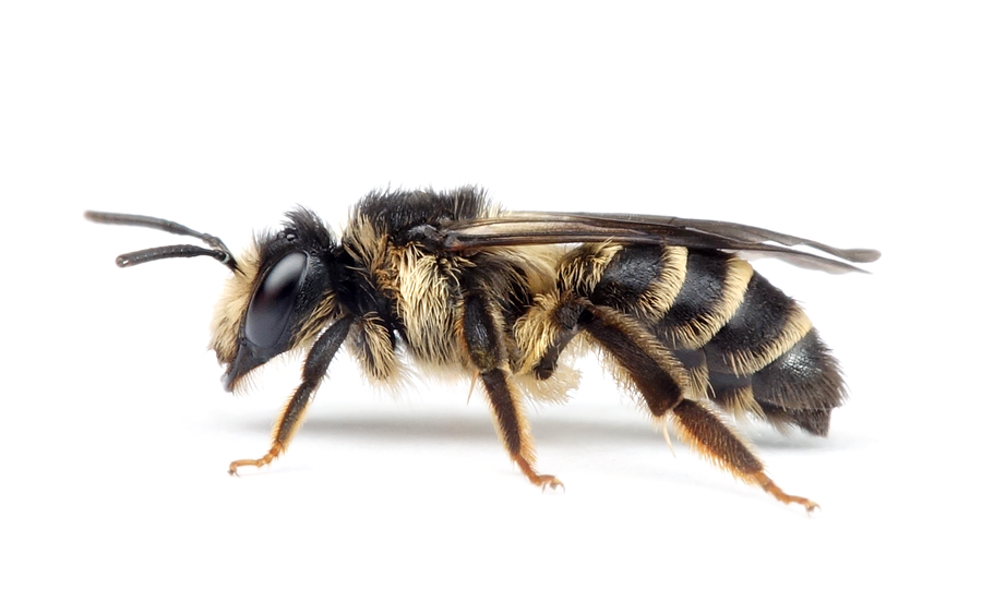 Andrena Denticulata