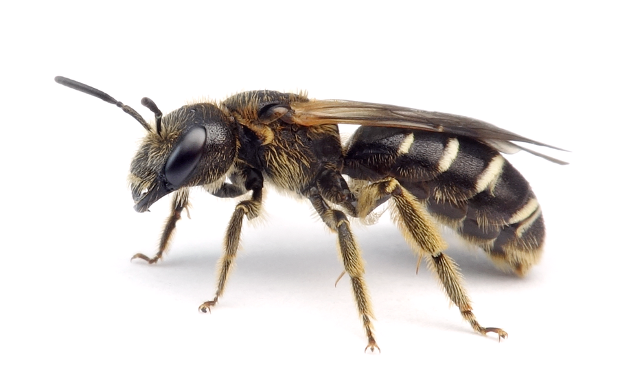 Halictus Maculatus