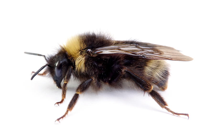 Bombus Sylvestris