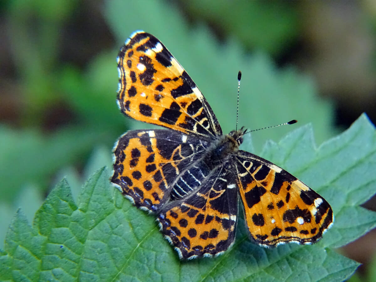 76f6089940bdec70024a1827e8cd4b3e