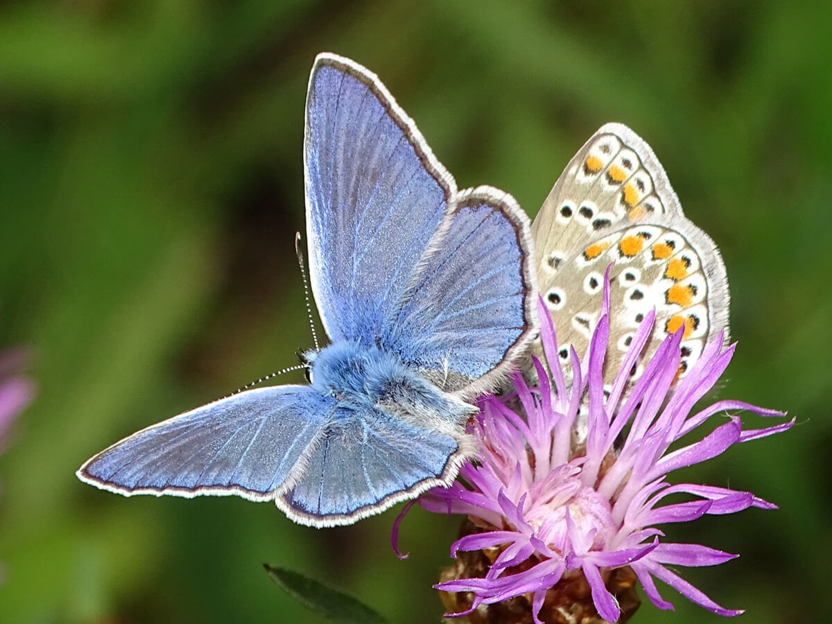 4c71cfd65a2f4bac5f5e6adb1af56628