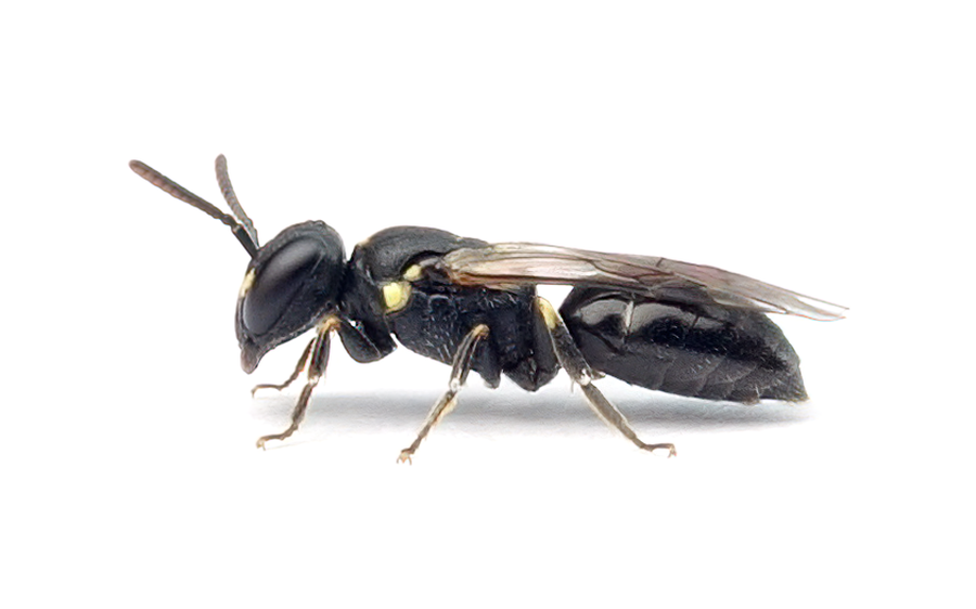 Hylaeus Pictipes