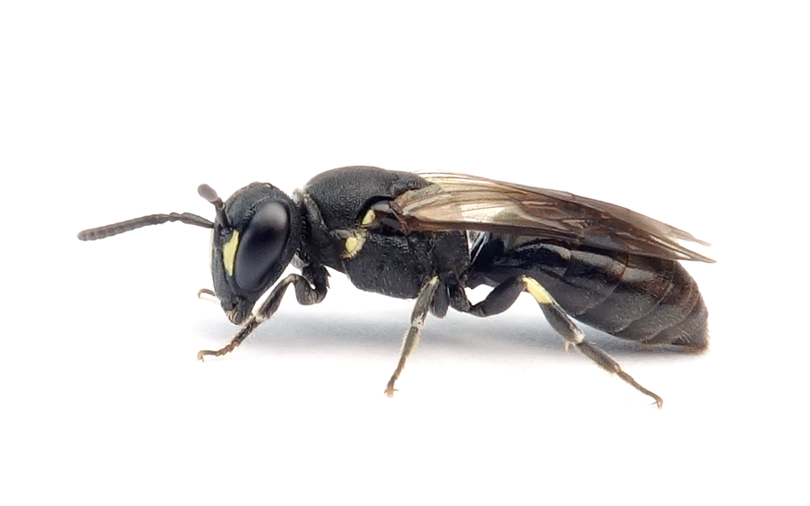 Hylaeus Communis