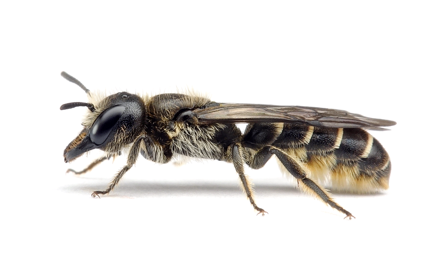 Chelostoma Florisomne