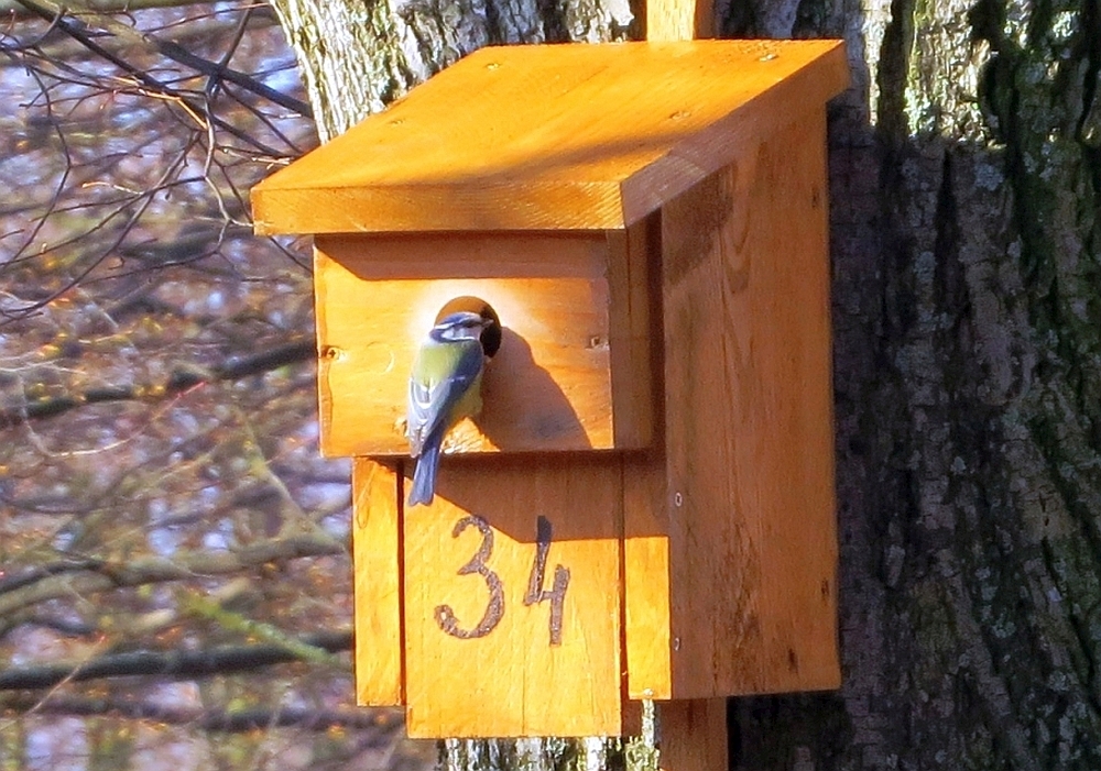 Blaumeise am Einflugloch eines selbstgebauten Nistkastens