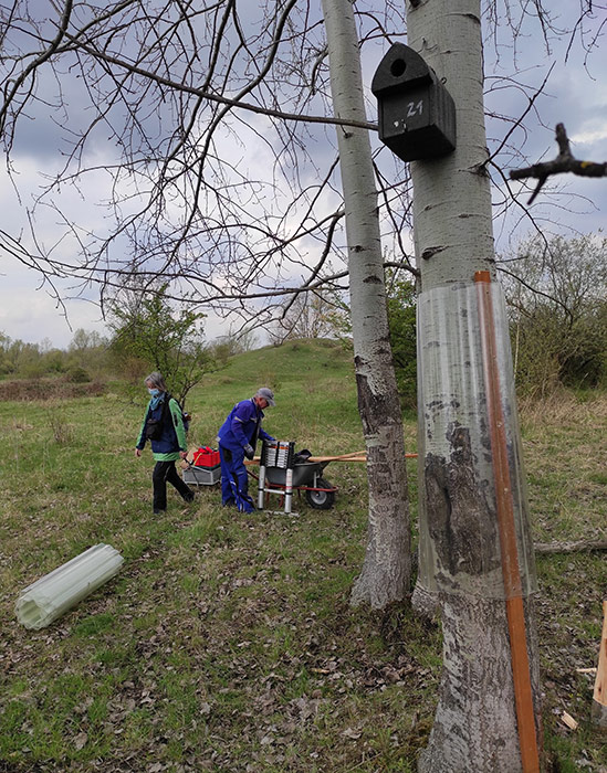 Wellpolyester-Manschette am Baumstamm als Waschbärschutz