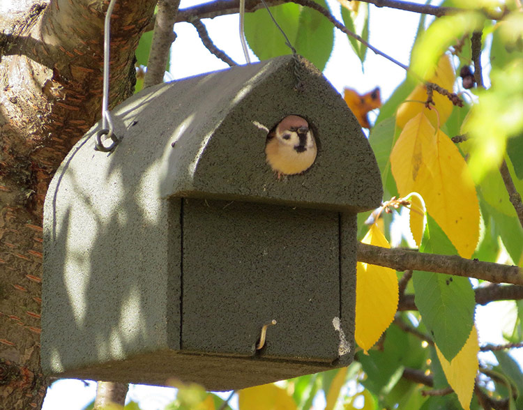 Hasselfeld R-32 Holzbeton-Nistkasten mit Spitzdach